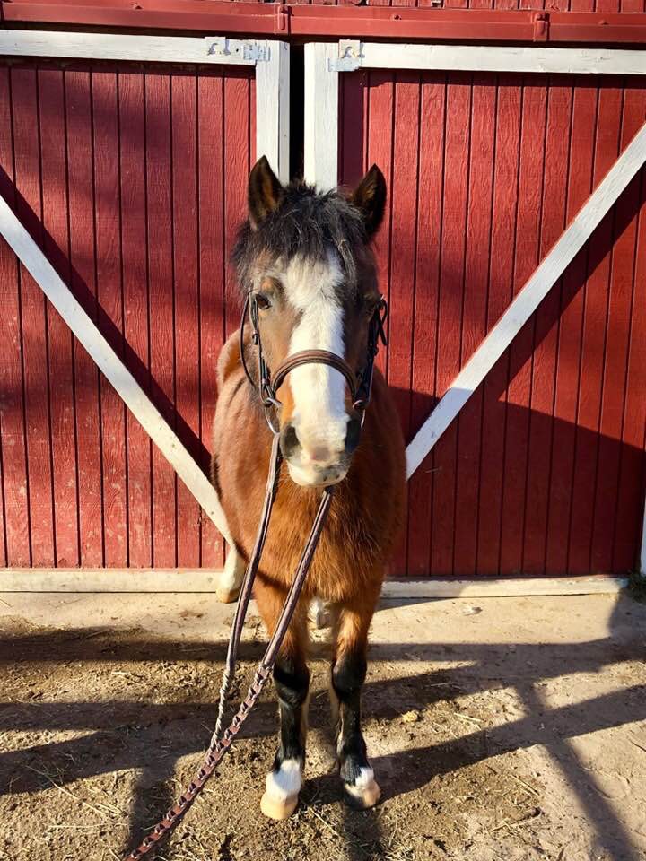 Horses for Sale Long Island Equine & Horse Properties