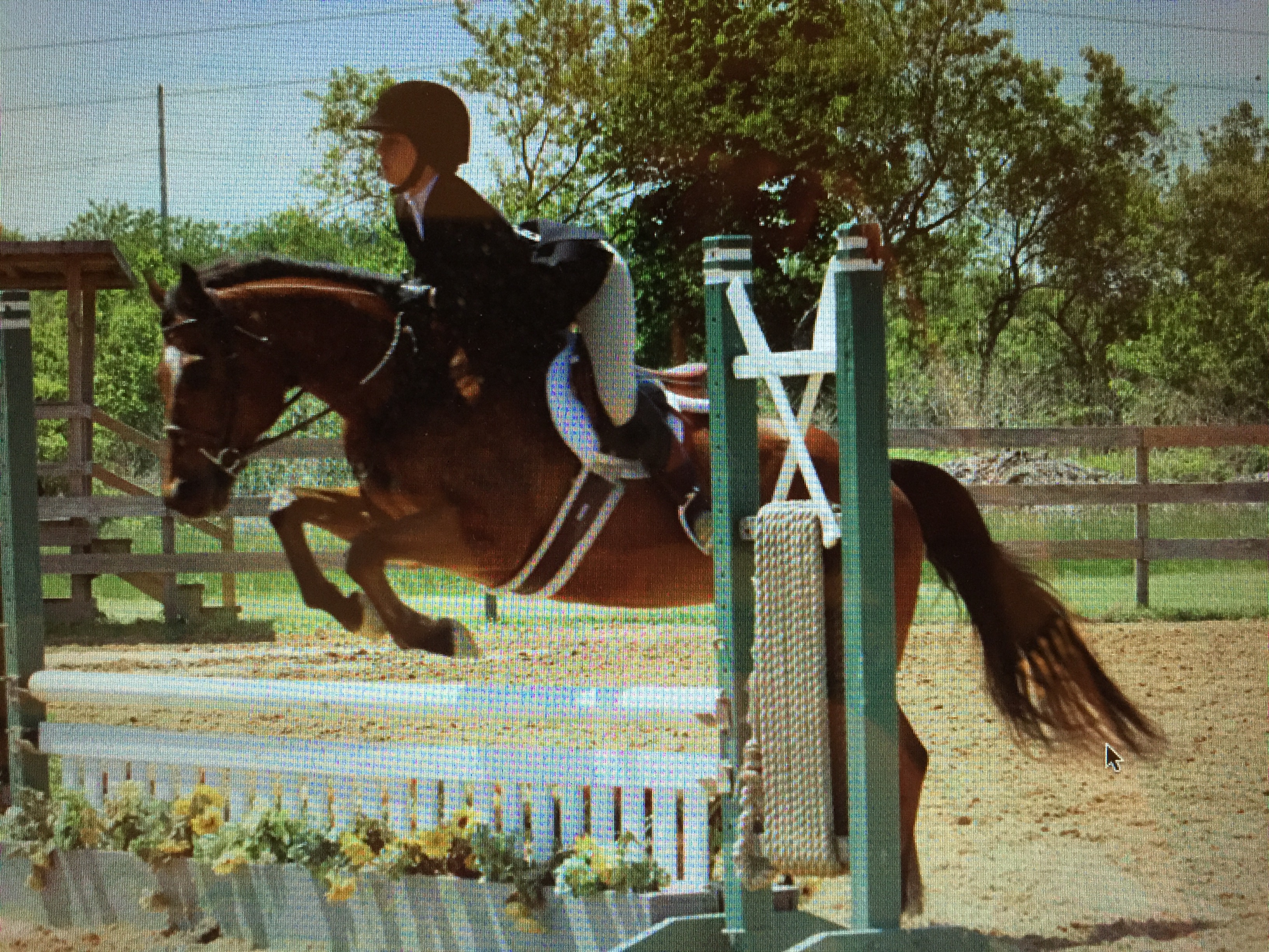 Long Island Equine & Horse Properties Horses for sale long island