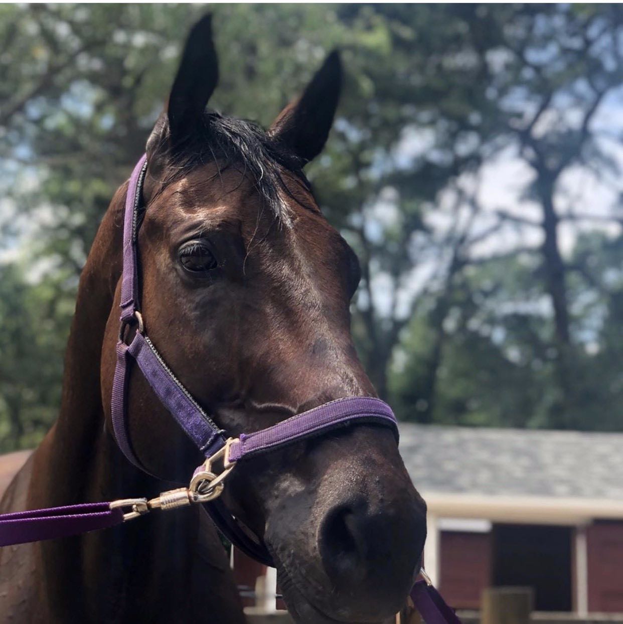 Horses for Sale Long Island Equine & Horse Properties