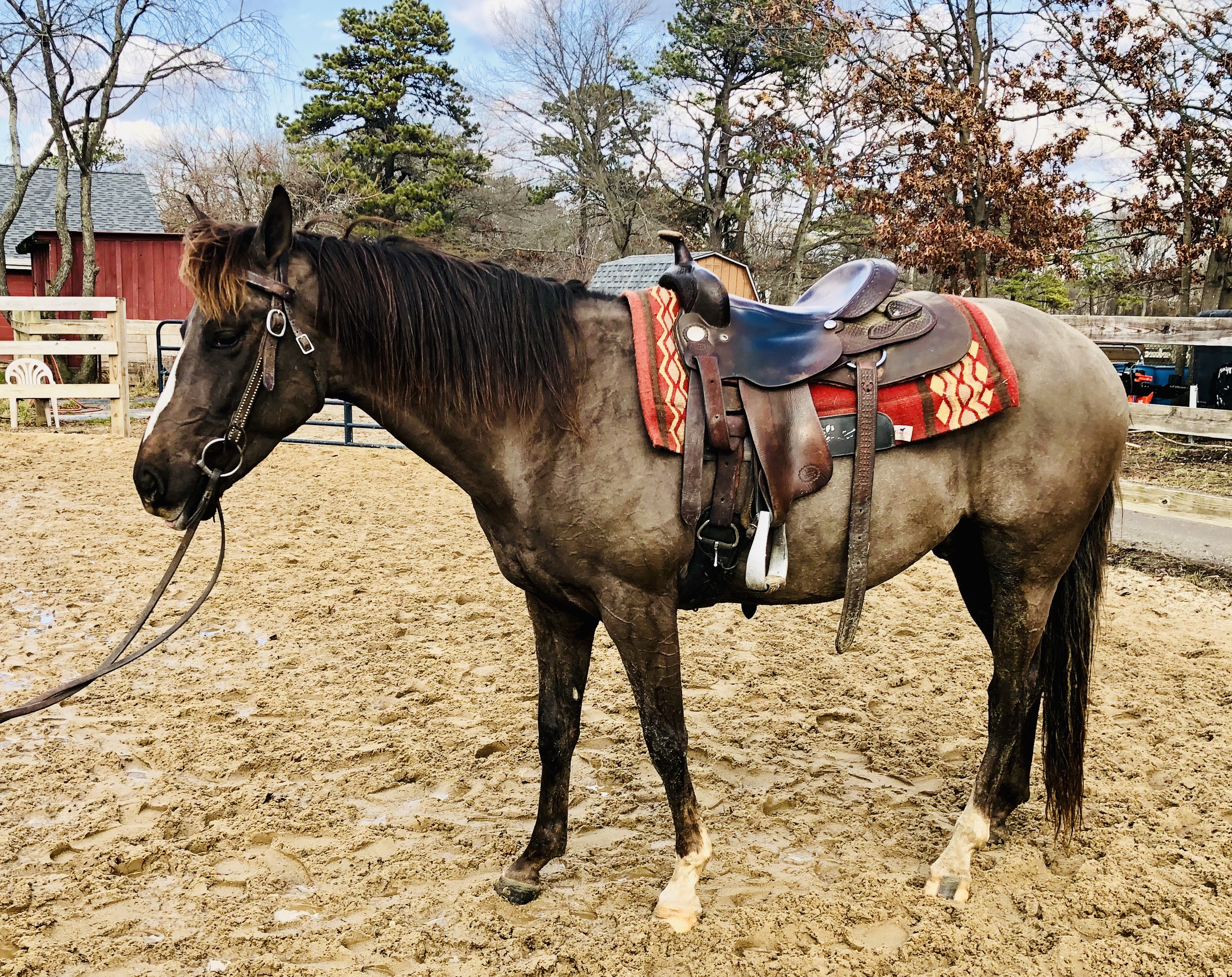 Horses for Sale Long Island Equine & Horse Properties