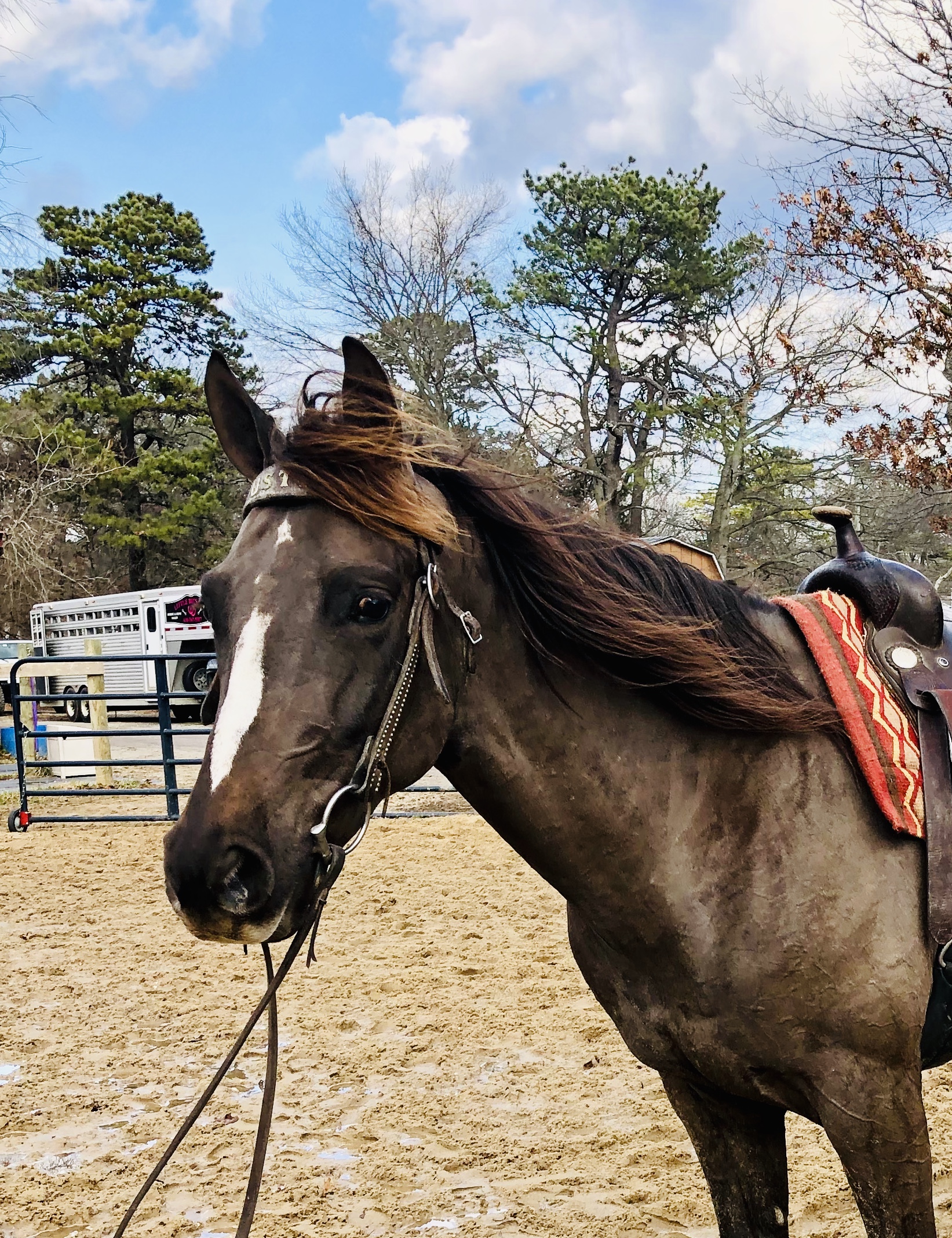 Horses for Sale Long Island Equine & Horse Properties